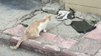 Anne kedi ölen yavrusunun başından dakikalarca ayrılmadı