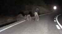 Tunceli’de karayoluna inen dört boz ayı böyle görüntülendi