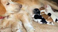 Annesiz kalan Rus fino köpeklerini Anadolu çoban köpeği besliyor