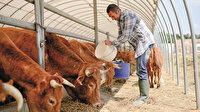 Hayvancılık yatırımına yüzde 100 destek