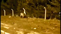Boz ayı yiyecek aramak için şehre indi