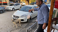 Düzce'de bir sokak köpeği lokantacının verdiği yemeği poşet içinde yavrularına taşıyor