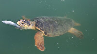 Caretta carettaların balık ziyafeti