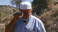 İsrailli yerleşimciler Filistinli çiftçinin 300 zeytin ağacını kesti