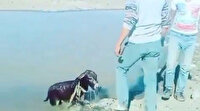 Kars'ta yavru eşeği bağlayıp göle atanlara para cezası