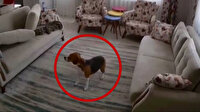 Depreme evde yalnız yakalanan köpeğin yaşadığı panik kamerada