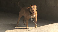 Adana'da pitbull besleyenlere yönelik operasyon: İki kişiye 28 bin 652 lira ceza kesildi