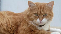 Fransa'da kedi alarmı: 8 yıl sonra bulunmuştu, yine kayıplara karıştı