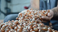 Kilosu 23,5 lira olunca fındık üreticisi beklemede kaldı