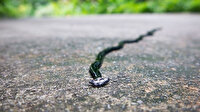 ABD'de ölümsüz yılan iddiası: Gerçek olmadığı ortaya çıktı