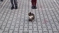 Sevimli kedi İstiklal Marşı okunurken böyle bekledi