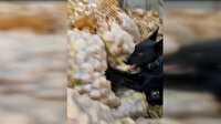 'Çine' patates çuvalları arasına gizlenmiş esrarı saniyeler içinde buldu
