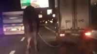 Güzel haberi Haluk Levent duyurdu: Bursa'da trafikte koşturularak eziyet edilen deve koruma altında