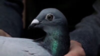 Belçika'da 1,6 milyon avroya satılan güvercin hayrete düşürdü