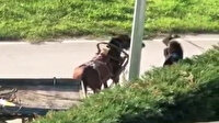 Bursa'da arkasındaki yükü taşımakta zorlanan atı vahşice kırbaçladı: Tepki çeken görüntüler kamerada