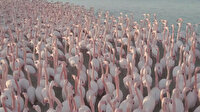 Flamingoların toplu göçü Kazakistan gölünü görsel şölene çevirdi