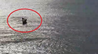 Boğulma tehlikesi geçiren köpeği denize girip kurtardı