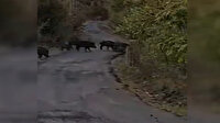 Zonguldak'ta aç kalan domuz sürüleri köylere inmeye başladı