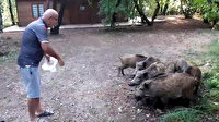 Muğla'da yiyecek bulmak için sahile inen domuz sürüsünü elleri ile besledi