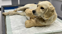 Patileri kesilen yavru köpekten güzel haber: Hayati tehlikeyi atlattı