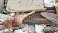 Eyüpsultan'da vahşet: 4'ü yavru 7 kedi paramparça bulundu