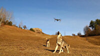 Artvin'de çoban köpeği, droneu havada parçaladı