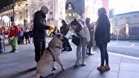 Türkiye’den getirilen çoban köpeği Londra’da büyük ilgi gördü