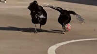 Gaziantep'te futbol oynayan hindiler sosyal medyada viral oldu