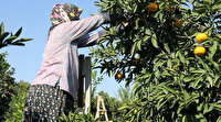 Fiyatlara dikkat: Dalında 1,5 markette 8 lira