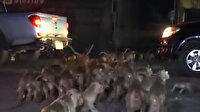 Tayland'da festivalde atılan havai fişekler maymunları korkuttu: Maymunlar sokaklara kaçtı