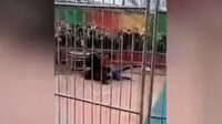 Çin'de sirk kaplanı eğitmenine saldırdı: O anlar kameralara böyle yansıdı
