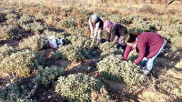 Koronavirüs ilgiyi artırdı çiftçiler ürün yetiştiremiyor: Alıcı bulabilirsek 8 bin TL'ye satıyoruz