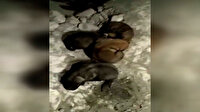 Zehirlenerek öldürülen anne köpek, yavrularının yanında ölü bulundu