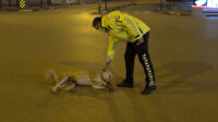 Bursa'da gülümseten görüntü: Köpeğin başına bir şey gelmesin diye dakikalarca yoldan kaldırmaya uğraştı