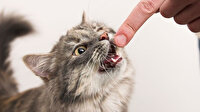 Düzce’de kedi ve köpeklere bir şey oldu: 36 kişi hastanelik