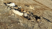 Tokat'ta akıl almaz olay: 29 köpek uyuşturulmuş olarak bulundu