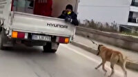 Boynuna tasma bağlanan köpek kamyonetin arkasından metrelerce sürüklendi