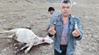 Amasya’da isyan ettiren olay: Biri gebe iki atı öldürdüler