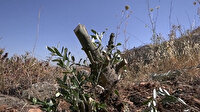 İsrail askerleri Batı Şeria’da Filistinlilere ait 2 bin zeytin ağacını söktü