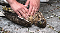Ağaçtan düşen şahinin kalbi durunca kalp masajı yaptılar