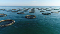 Doğu Karadeniz'in 2020'de su ürünleri ihracatı yüzde 79 arttı
