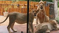 Güney Afrika'da evini aslanlar basan çift zor anlar yaşadı