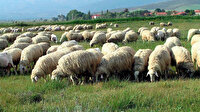 Ceylanpınar Tarım İşletmesi Müdürlüğü çobanlık hizmeti alacak