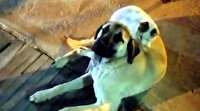 Böyle dostluk görülmedi: Van'da kedi ile köpeğin yakınlığı ilgi çekiyor