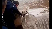 Osmaniye'de belediye işçileri su bendi üzerinde mahsur kalan köpeği canları pahasına kurtardı