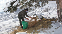 Yaban hayvanları doğada unutulmadı
