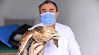 Magandalar vurdu ekipler yaşama döndürdü: Kızıl şahin yeniden göklere döndü