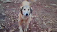 Kendisine ait çoban köpeğini acımasızca öldürdü: Günde 5 ekmek yediği için katletmiş