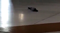 Kabe'de şaşkınlığa neden olan güvercin: Subhanallah o güvercin ne yapıyor öyle?