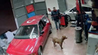 Dükkana başıboş pitbull girdi: İBB 'Birinizi ısırmadan alamayız' dedi